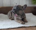 Small #3 French Bulldog