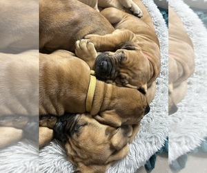 Boerboel-Mastiff Mix Puppy for sale in BELFAIR, WA, USA