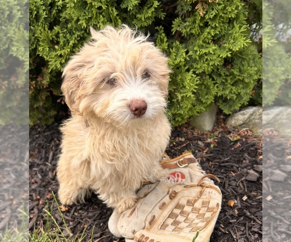 Medium Photo #3 Poo-Ton Puppy For Sale in MIDDLEBURY, IN, USA