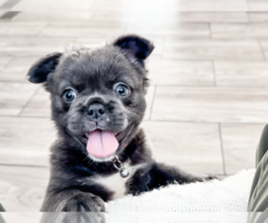 French Bulldog Puppy for sale in NEWARK, TX, USA
