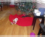 Puppy EJ Dixon Jack Russell Terrier