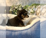 Small Photo #25 Australian Shepherd Puppy For Sale in LUMBERTON, TX, USA