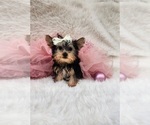 Small #1 Morkie