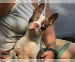 Small Boston Terrier Mix