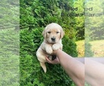 Puppy Puppy 3 Golden Retriever