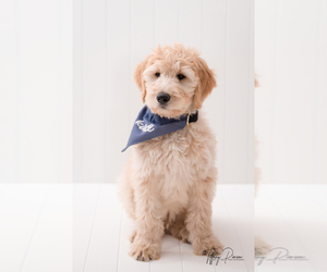 Goldendoodle Puppy for sale in CENTENNIAL, CO, USA