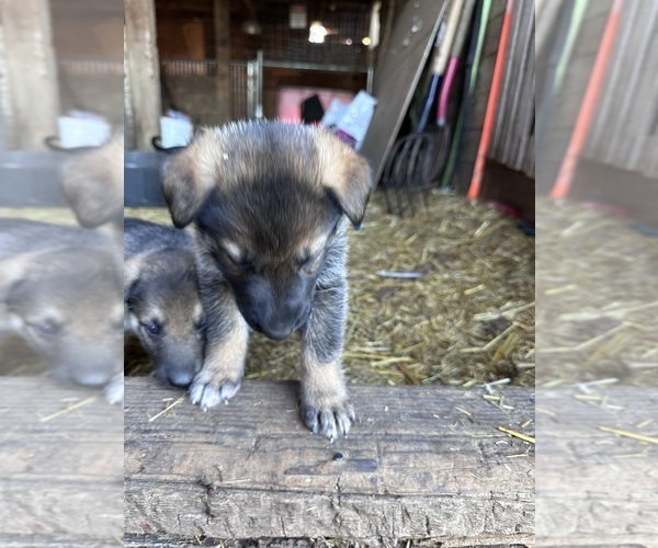 Medium Photo #3 German Shepherd Dog Puppy For Sale in WADENA, MN, USA