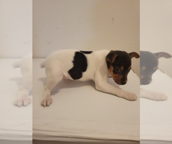 Medium Photo #7 Rat Terrier Puppy For Sale in COLUMBIA, SC, USA