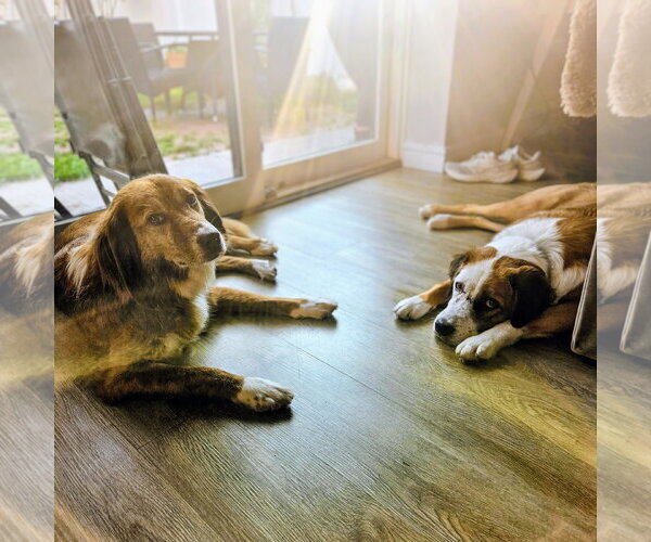 Medium Photo #11 Mutt Puppy For Sale in Rockaway, NJ, USA