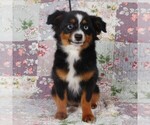 Small #12 Miniature Australian Shepherd
