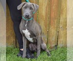 Small #1 Weimaraner Mix