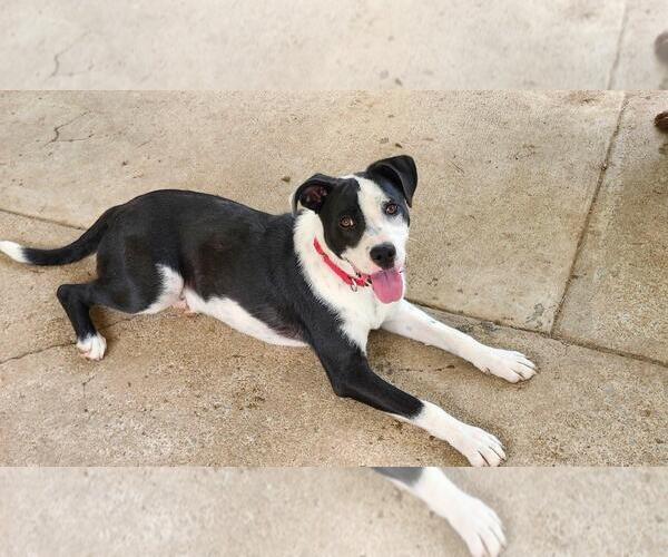 Medium Photo #5 Border Collie-Staffordshire Bull Terrier Mix Puppy For Sale in Wakefield, RI, USA