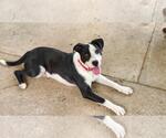 Small #4 Border Collie-Staffordshire Bull Terrier Mix