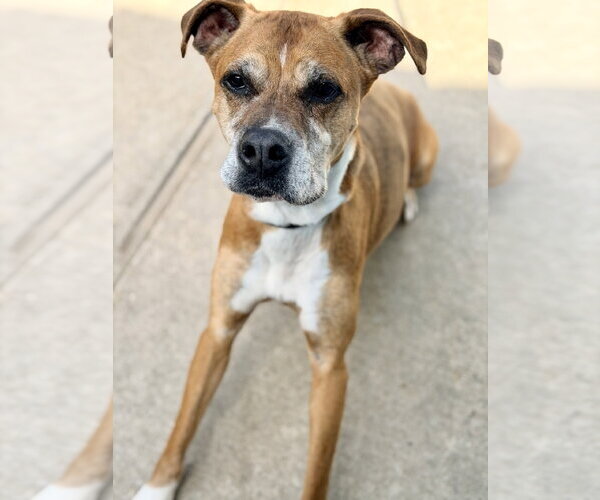 Medium Photo #3 Boxer-Unknown Mix Puppy For Sale in Jackson , NJ, USA