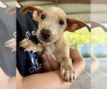 Small #6 Chihuahua Mix