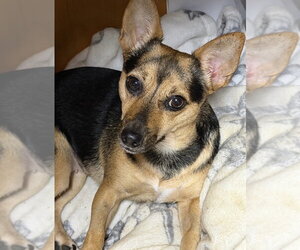 ChaCha - Female Mutt Dog for Adoption - Photo #4