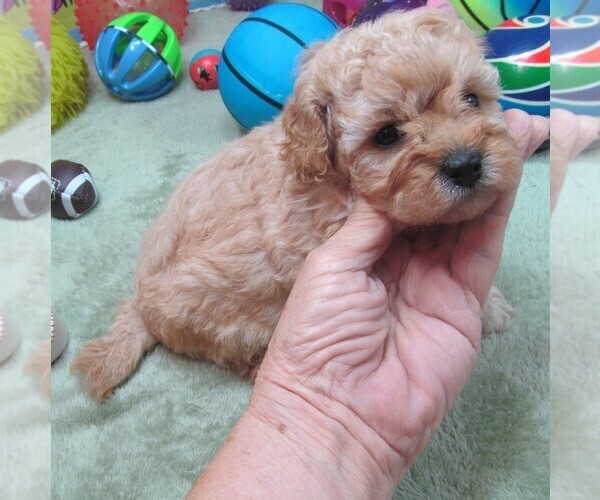 Medium Photo #2 Cavapoo Puppy For Sale in RATTAN, OK, USA