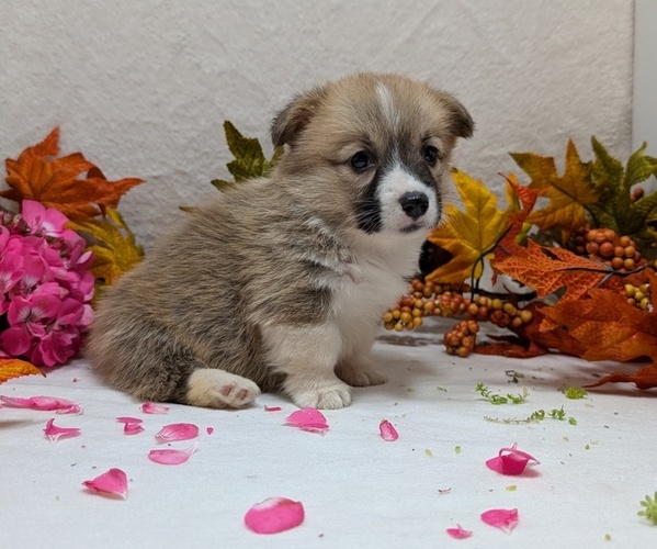 Medium Photo #14 Pembroke Welsh Corgi Puppy For Sale in GOSHEN, IN, USA