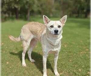 Mutt Dogs for adoption in Talladega, AL, USA