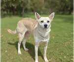 Small Mutt