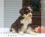 Small #2 Bernedoodle (Miniature)