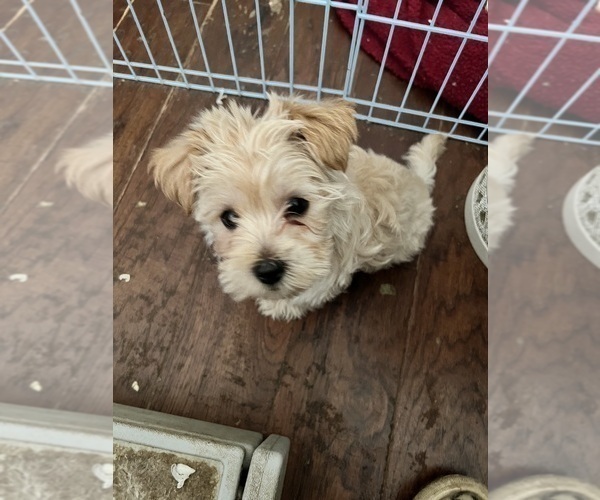 Medium Photo #1 Morkie Puppy For Sale in KELLER, TX, USA