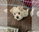 Small Photo #1 Morkie Puppy For Sale in KELLER, TX, USA