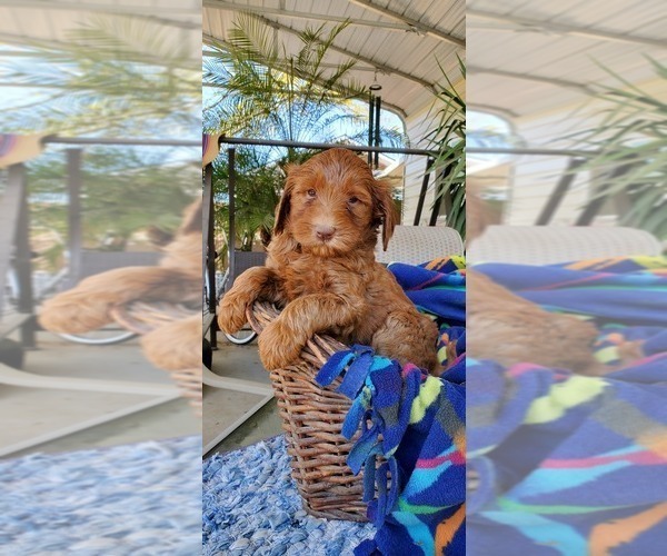 Medium Photo #7 Labradoodle Puppy For Sale in FRESNO, CA, USA