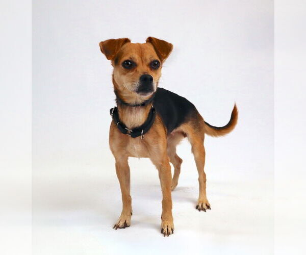 Medium Photo #17 Jack Chi Puppy For Sale in Princeton, MN, USA