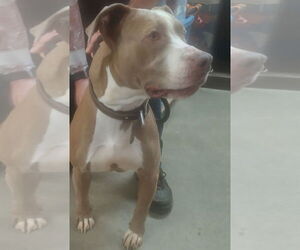 Boxer-Unknown Mix Dogs for adoption in Amarillo, TX, USA
