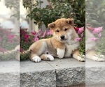 Small #2 Shiba Inu