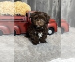 Small Photo #3 Havanese Puppy For Sale in CANOGA, NY, USA