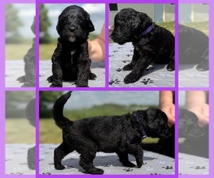 Medium Goldendoodle