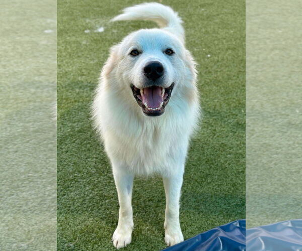 Medium Photo #2 Great Pyrenees-Unknown Mix Puppy For Sale in Woodbury, NY, USA