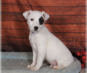 Jack Russell Terrier Puppy for sale in PENNS CREEK, PA, USA
