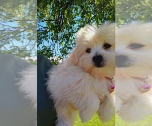 Malchi Puppy for sale in WOBURN, MA, USA