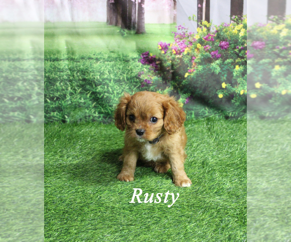 Medium Photo #19 Cavalier King Charles Spaniel Puppy For Sale in CHANUTE, KS, USA