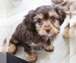 Small Photo #10 Cavapoo Puppy For Sale in CARLISLE, KY, USA