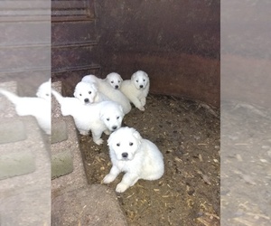 Great Pyrenees Dogs for adoption in NATURAL DAM, AR, USA