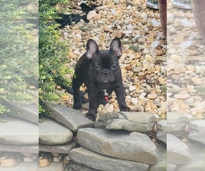 French Bulldog Puppy for sale in LILLINGTON, NC, USA