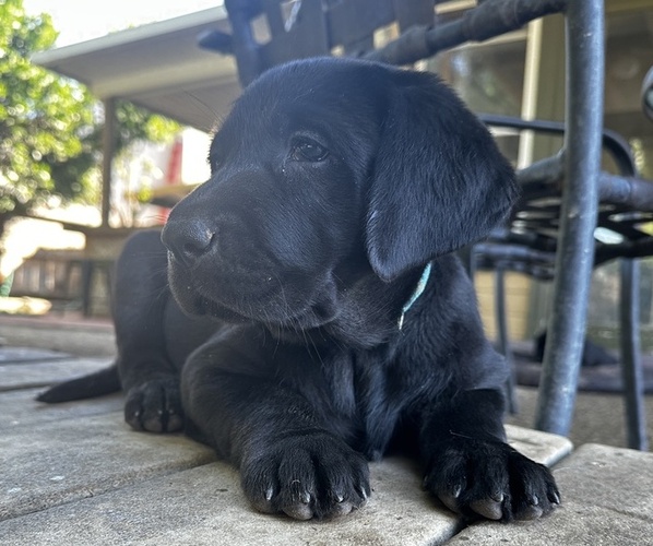 Medium Photo #6 Labrador Retriever Puppy For Sale in CLOVIS, CA, USA