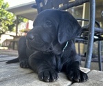 Small #5 Labrador Retriever