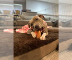 Small Photo #3 American Pit Bull Terrier-Unknown Mix Puppy For Sale in Spring Lake, NJ, USA