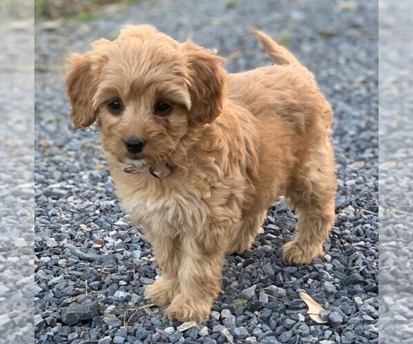 Medium Photo #1 Goldendoodle-Poodle (Miniature) Mix Puppy For Sale in NEWPORT, PA, USA