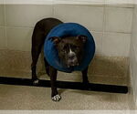 Small #2 American Bulldog Mix