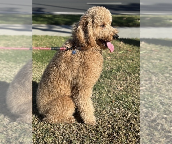 Medium Photo #1 Goldendoodle Puppy For Sale in NORCO, CA, USA