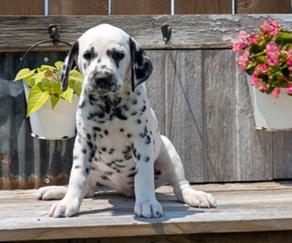 Medium Photo #45 Dalmatian Puppy For Sale in GOSHEN, IN, USA