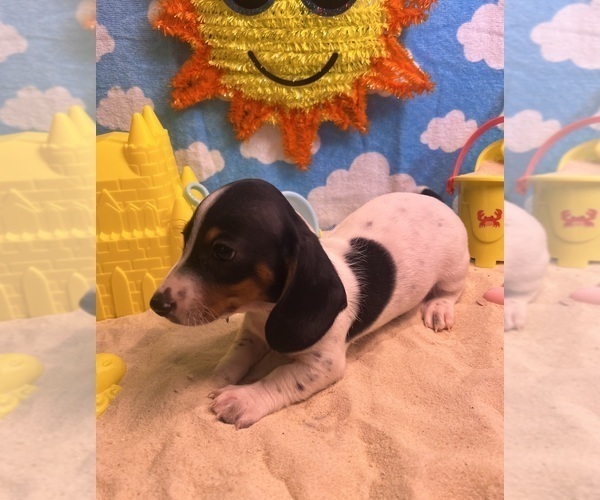 Medium Photo #1 Dachshund Puppy For Sale in DEBARY, FL, USA