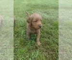 Small Photo #16 Goldendoodle Puppy For Sale in SONORA, KY, USA