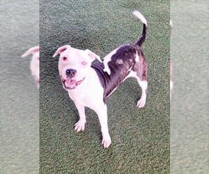 Mutt Dogs for adoption in Woodland, CA, USA